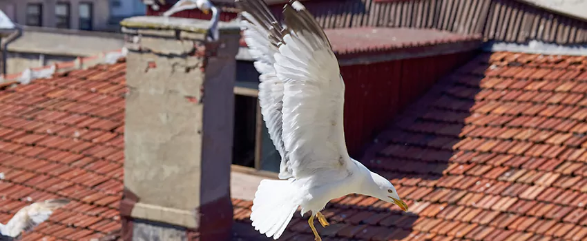 Residential Chimney Animal Removal Solution in Naugatuck, CT