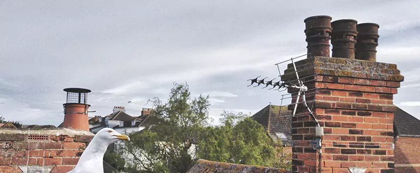 Chimney Cleaning And Restoration in Naugatuck, Connecticut